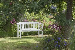 White bench under an apple tree by a bed with Echinacea purpurea (coneflower)