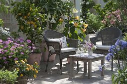 Scented terrace with Datura (Angel's trumpet), Citrus sinensis