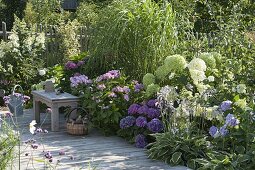 Schattenbeet mit Hydrangea macrophylla 'Côte d'Azur' 'Endless Summer'