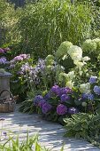 Shade border with Hydrangea macrophylla 'Côte d'Azur', 'Endless Summer'