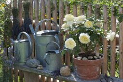 Rosa 'Crown Princess Mary' (shrub rose), repeat flowering, good fragrance