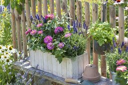 Selbstgebauter Holzkasten mit Lavendel 'Hidcote Blue' (Lavandula), Zinnia