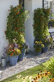 Thunbergia (black-eyed Susanne) with willow as a climbing aid