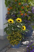 Helianthus (Sonnenblume), Sanvitalia 'Superbini' (Husarenknoepfchen)