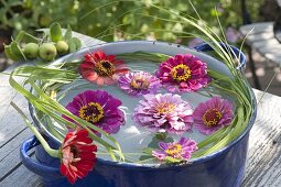 Blüten von Zinnia (Zinnien) schwimmen in Topf mit Wasser