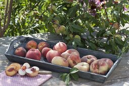 Various peach varieties