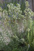 Oregano (Origanum vulgare) and hyssop (Hyssopus officinalis)