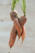 Funny grown carrots, carrots (Daucus carota)