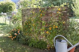 Homemade willow screen planted with Thunbergia alata