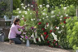Planting summer bed with annual summer flowers