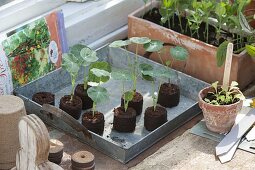 Sowing nasturtium in peat-swell tablets