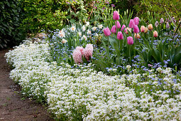 Spring bed with Tulipa (tulips), Arabis (daisy), Myosotis (forget-me-not), Hyacinthus (hyacinths) and Narcissus (daffodils)