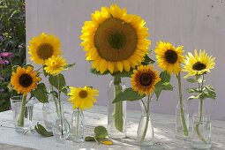 Verschiedene Sonnenblumen in Sorten