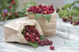 Raspberries (Rubus idaeus) in paper bags