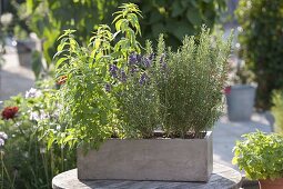 Grey balcony box with lemon verbena, vervaine