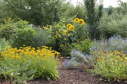 Plant cottage garden with shrubs and summer flowers bed