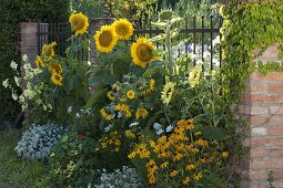 Helianthus annuus 'Sunrich Gold', 'Garden Statement'