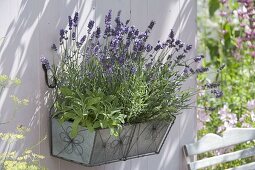 Metal box with lavender 'Hidcote Blue', sage