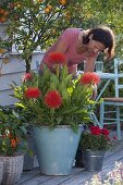 Tropische Pflanze: Haemanthus multiflorus (Blutblume)