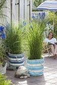 Terrasse mit Gräsern als Sichtschutz