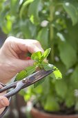 Propagating Stevia by cuttings