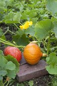 Hokkaido-Kürbisse (Cucurbita) auf Klinker legen