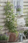 Planting perennial vetch in a terracotta pot with trellis