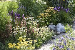 Agastache 'Summer Glow' 'Blue Fortune' (Duftnessel), Echinacea purpurea