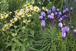 Echinacea purpurea 'Sunrise' (Sonnenhut), Liatris (Prachtscharte)