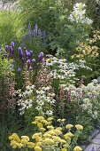 Agastache 'Summer Glow', 'Blue Fortune' (scented nettle), Echinacea purpurea