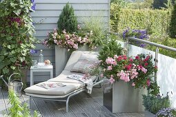 Metal containers on balcony, pink 'The Fairy', 'Heidetraum'