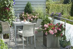 Metal containers on balcony, pink 'The Fairy', 'Heidetraum'