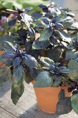 Basil 'Wild Purple' (Ocimum canum x basilicum) in clay pot
