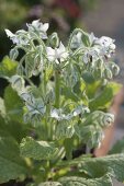 White flowering borage (Borago officinals 'Alba') in clay pot