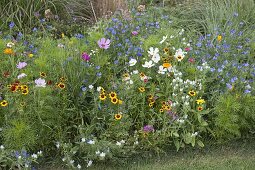 Summer discounts with annual summer flowers