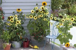 Sunflower balcony: Helianthus 'Garden Statement' 'Sonja' (Sunflowers)