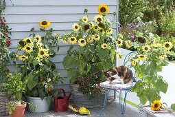 Sunflower balcony: Helianthus 'Garden Statement' 'Sonja'