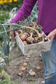 Harvesting onions and braising onion braids