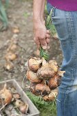 Harvesting onions and braising onion braids