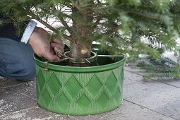 Placing and decorating Christmas tree in stand