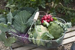 Wire basket with freshly harvested vegetables