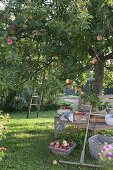 Apple harvest: woman picking apples (Malus), boxes with freshly picked apples
