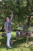 Apple harvest: woman picking apples (Malus), boxes with freshly picked apples