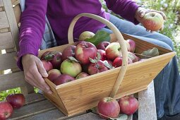 Apple harvest: woman puts freshly picked apples (Malus) in basket