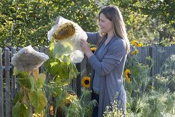 Frau deckt Blütenkopf von Helianthus (Sonnenblumen) mit Vlies ab