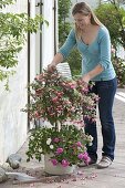 Woman shakes faded fuchsia (fuchsia) flowers off