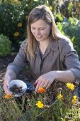 Frau erntet Samen von Calendula (Ringelblumen)