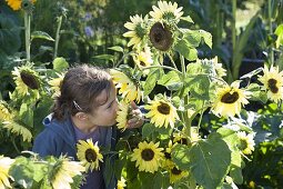 Mädchen schnuppert an Helianthus (Sonnenblumen)
