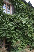 House facade overgrown with Aristolochia (whistling bindweed)
