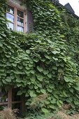 Hausfassade bewachsen mit Aristolochia (Pfeiffenwinde)